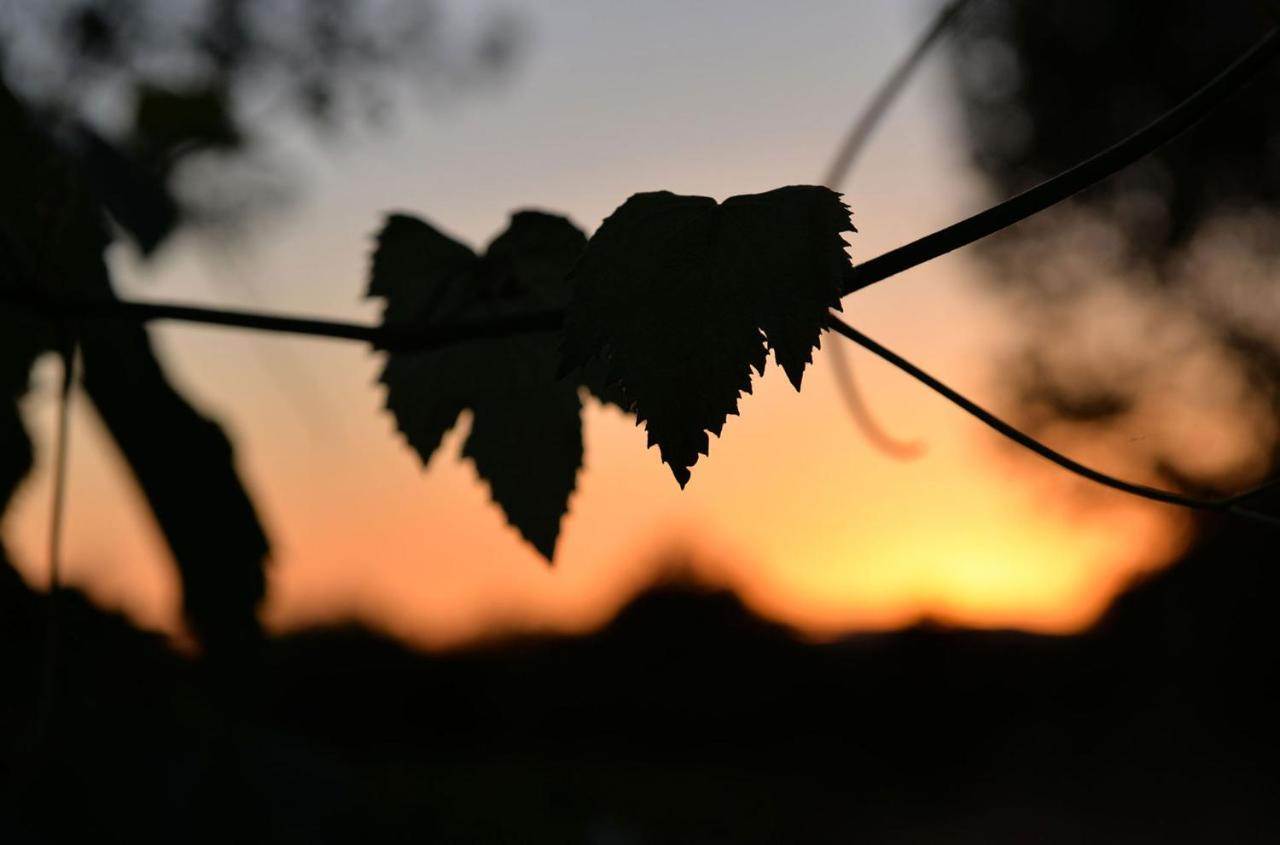 Agriturismo Arte Et Agricoltura 투스카니아 외부 사진