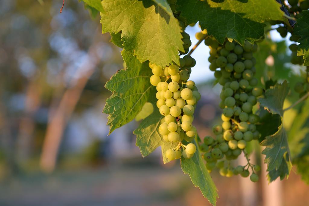 Agriturismo Arte Et Agricoltura 투스카니아 외부 사진